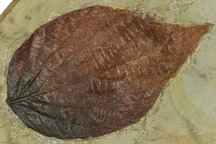 Double-Sided Fossil Leaf (Beringiaphyllum) Plate - Montana #271041